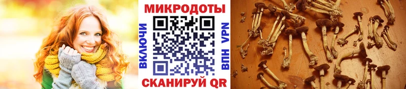 Купить закладки  Гай  Галлюциногенные грибы Psilocybe 